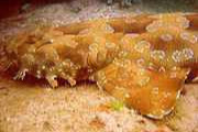 Wobbegon